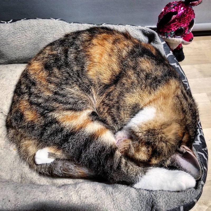 Here's What Your Cat's Sleeping Position Says About How They're Feeling