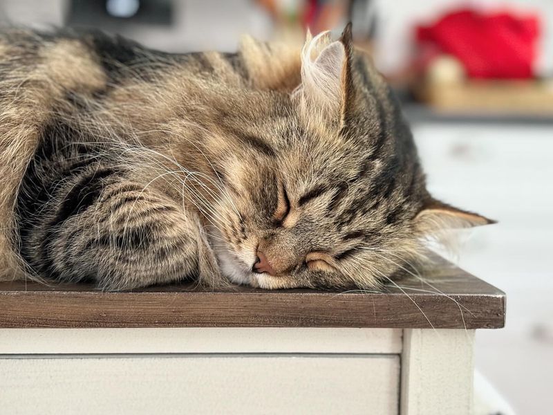 Here's What Your Cat's Sleeping Position Says About How They're Feeling