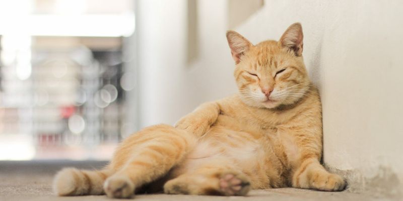 Here's What Your Cat's Sleeping Position Says About How They're Feeling