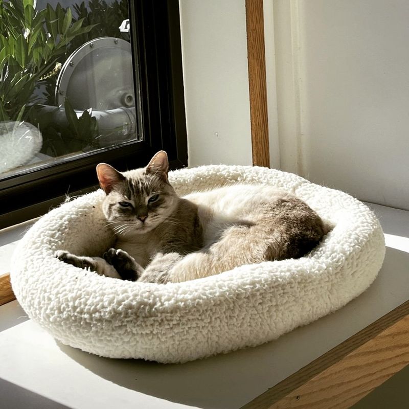 Here's Why Your Cat Is Always Stealing the Warmest Spot in the House