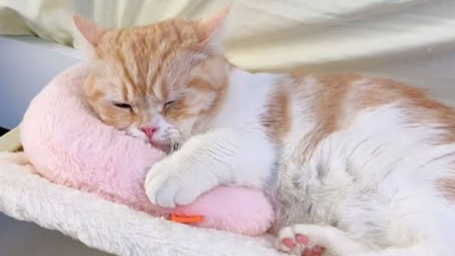 Here's What Your Cat's Sleeping Position Says About How They're Feeling