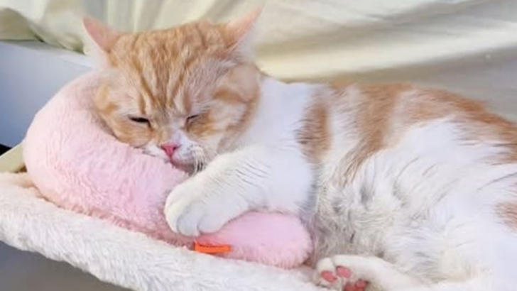 Here’s What Your Cat’s Sleeping Position Says About How They’re Feeling