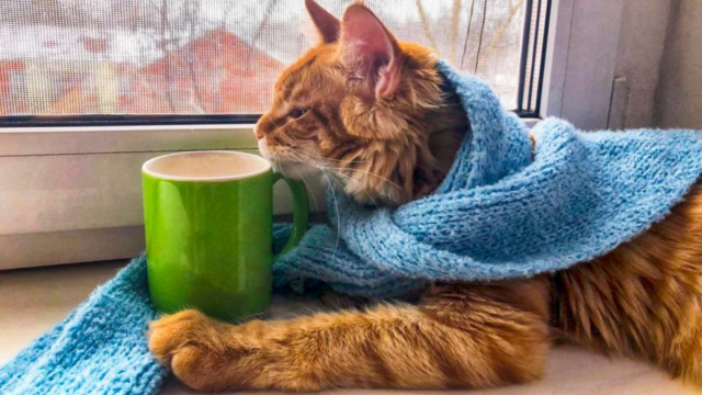 Here's Why Your Cat Is Always Stealing the Warmest Spot in the House