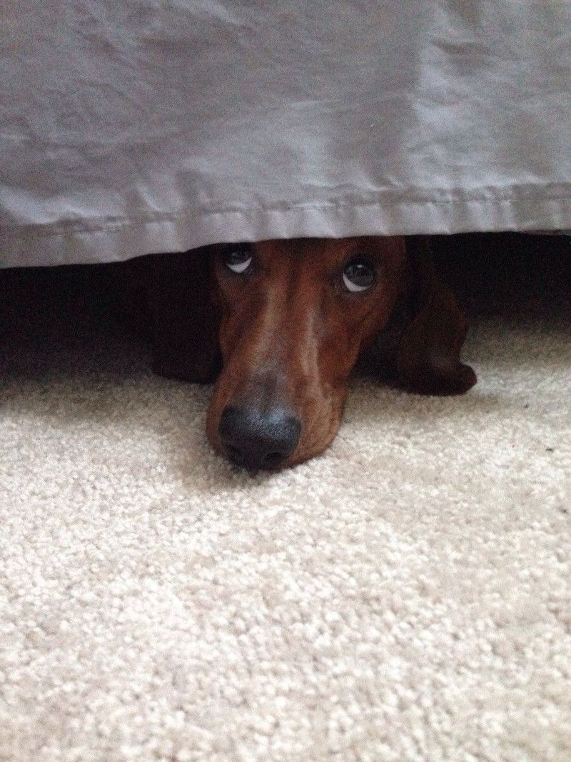 Hide and Seek