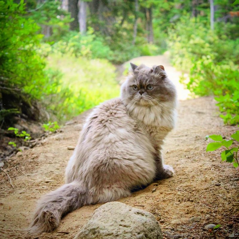 Himalayan