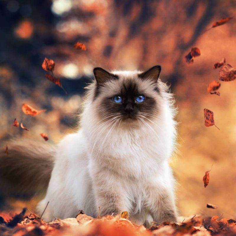 Himalayan Cats