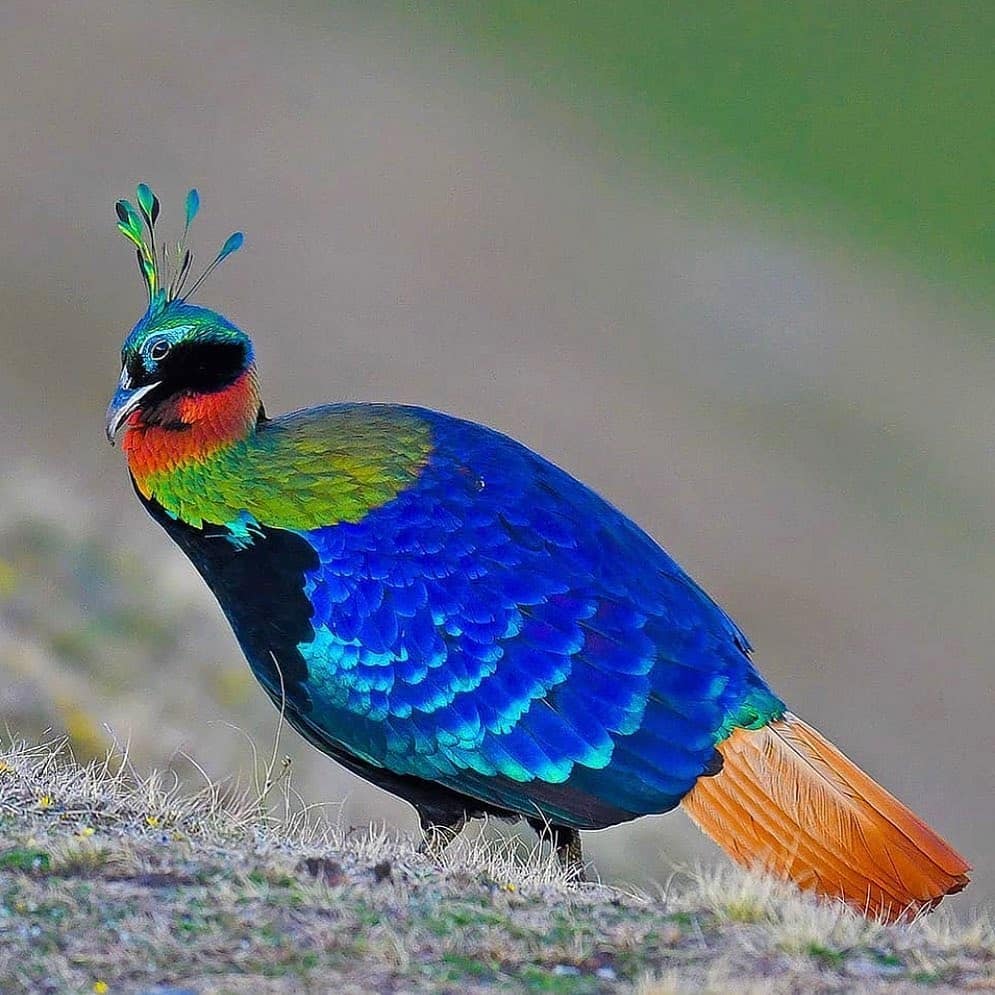 10 Stunning Purple Birds from Around the World That Will Leave You in Awe