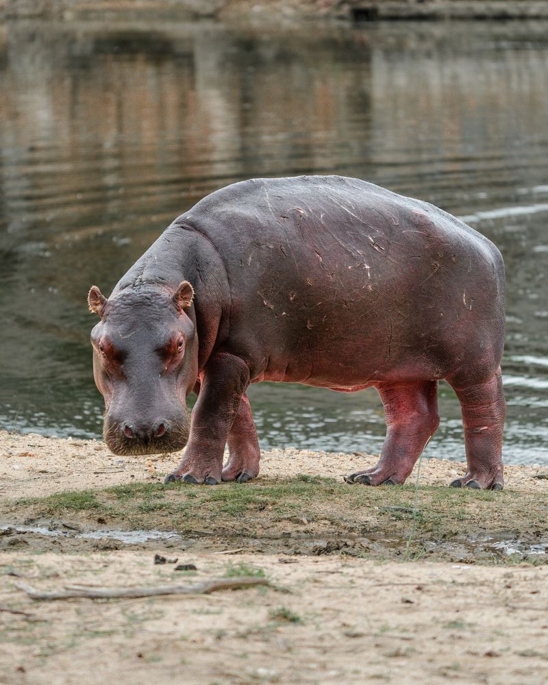 Hippopotamus