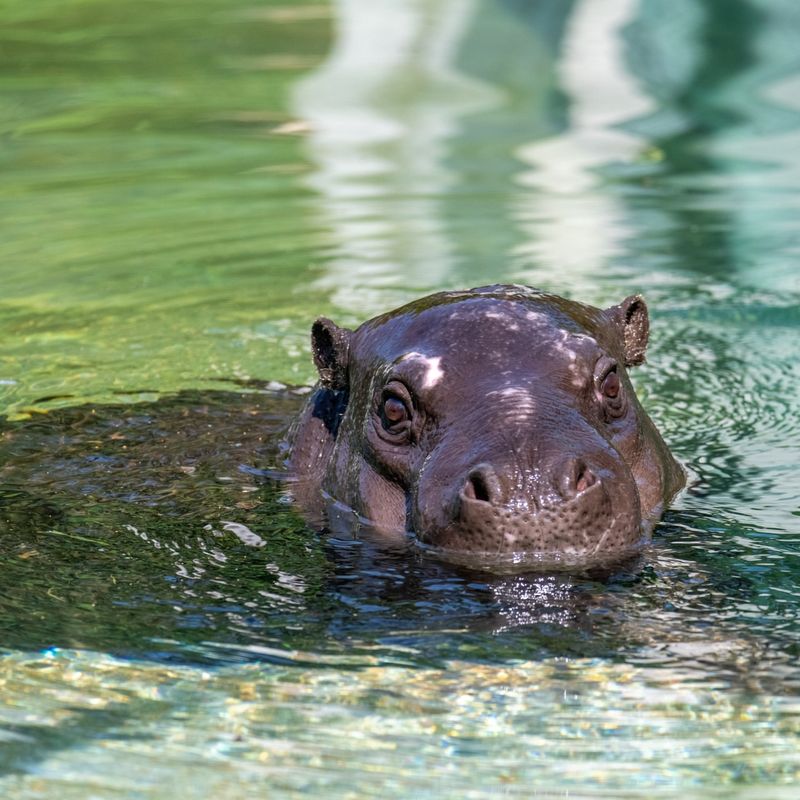 Hippopotamus