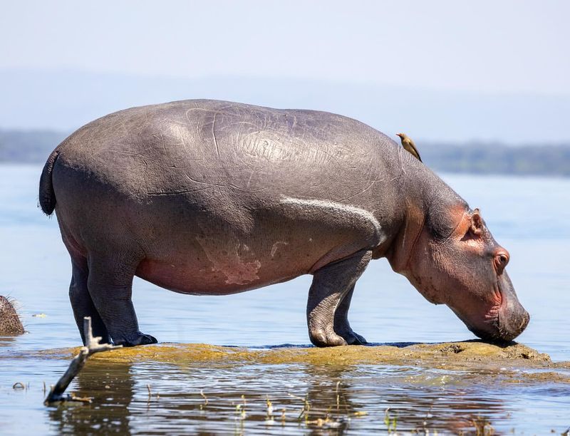 Hippopotamus