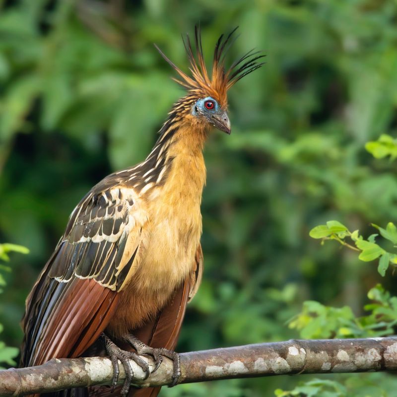 Hoatzin