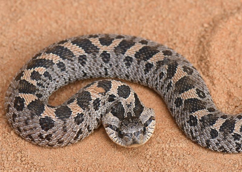 Hognose Snake