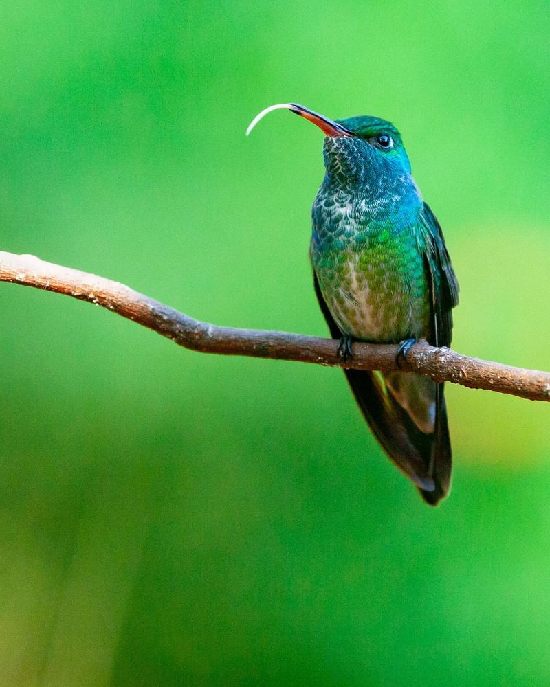 Honduran Emerald