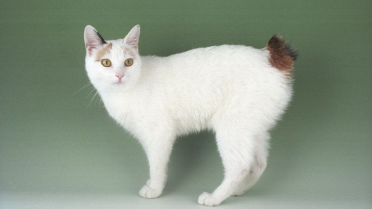 How Cats Without Tails Adapt to Life and Thrive