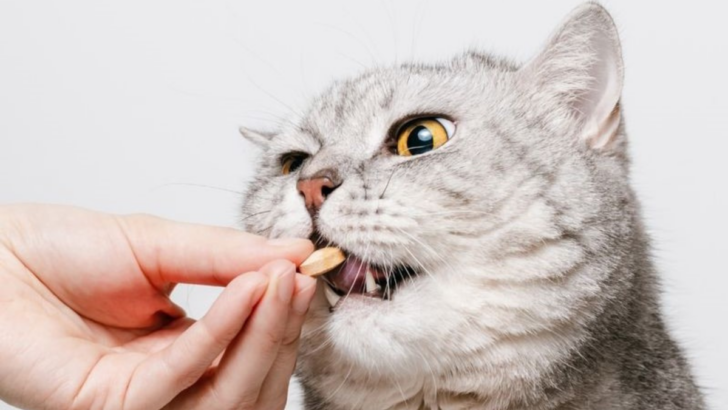 How to Feed Medicine to Your Cat Without Losing Your Mind