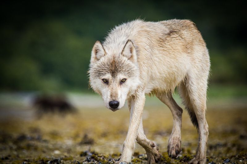 How to Handle a Wolf Encounter in the Wild – 5 Must-Know Tips