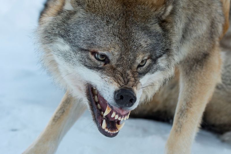 How to Handle a Wolf Encounter in the Wild – 5 Must-Know Tips