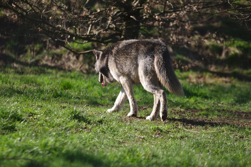 How to Handle a Wolf Encounter in the Wild – 5 Must-Know Tips