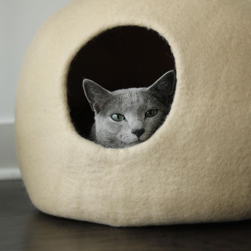 How to Keep Your Cat Stress-Free While Moving to a New Home