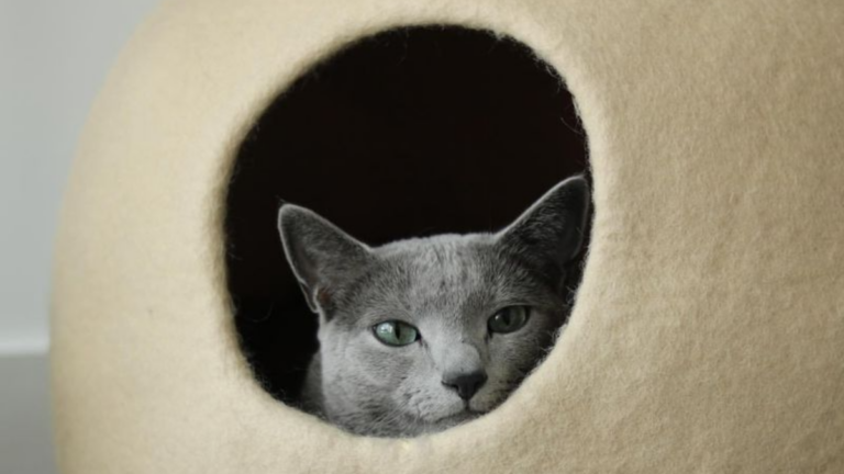 Image showcasing How to Keep Your Cat Stress-Free While Moving to a New Home
