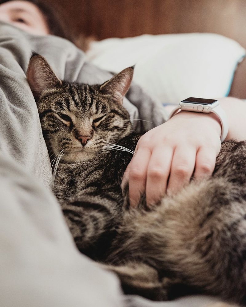 How to Protect Your Cat During Fireworks — 10 Tips for a Stress-Free Night