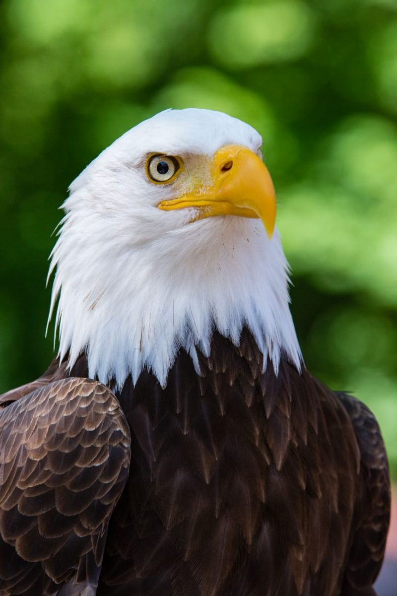 How to Safely and Responsibly Observe Bald Eagles – 5 Important Guidelines to Follow