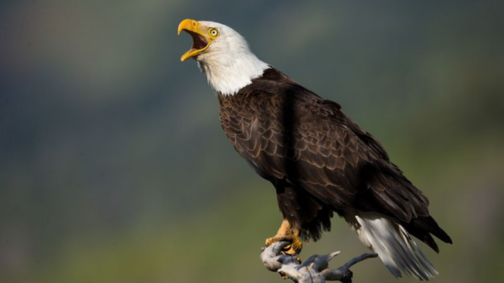 How to Safely and Responsibly Observe Bald Eagles – 5 Important Guidelines to Follow