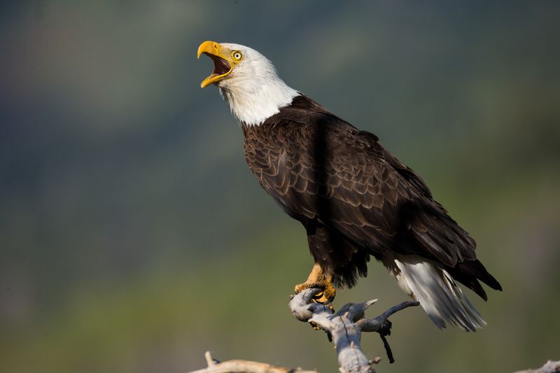 How to Safely and Responsibly Observe Bald Eagles – 5 Important Guidelines to Follow