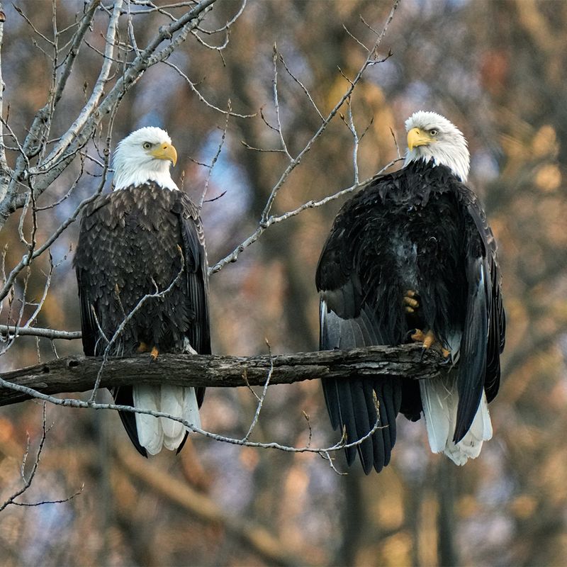 How to Safely and Responsibly Observe Bald Eagles – 5 Important Guidelines to Follow