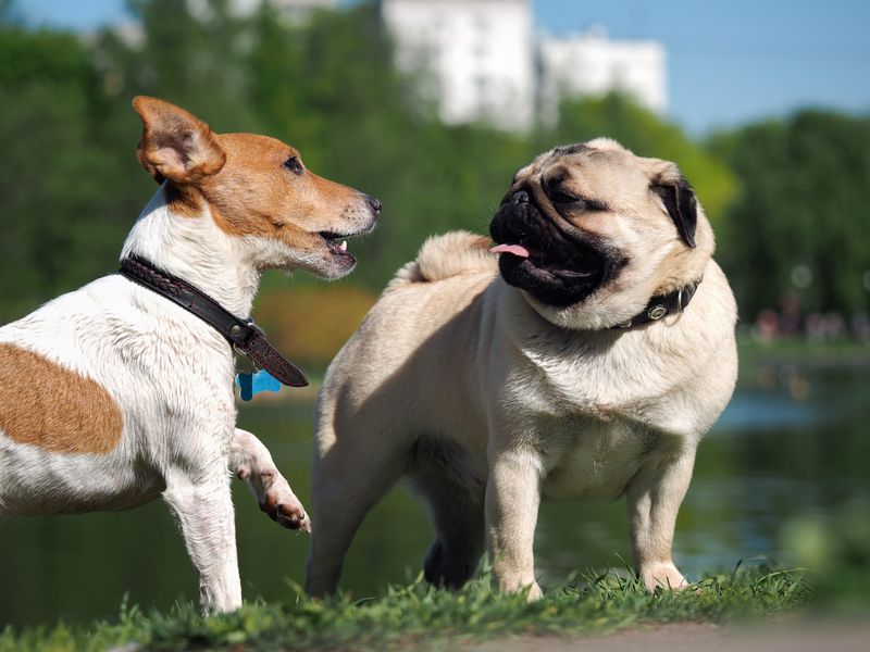 How to Stop Your Dog From Fighting Other Dogs – 9 Proven Strategies