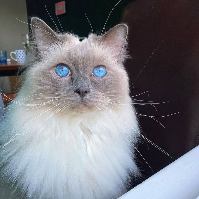 Hypnotic Blue Eyes