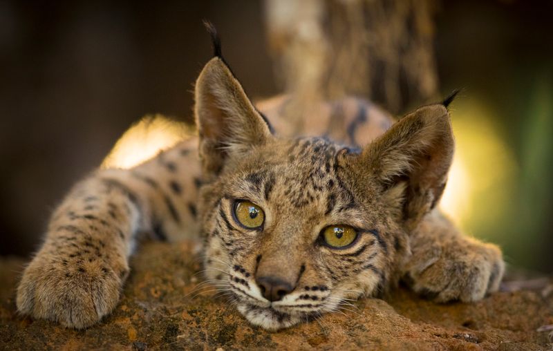 Iberian Lynx