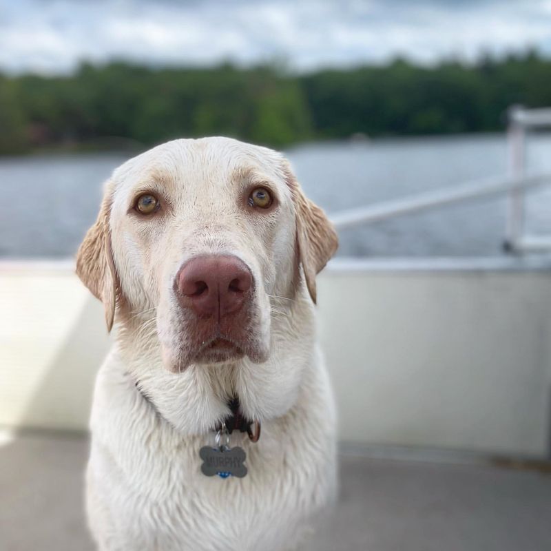 Identifying a Dudley Labrador