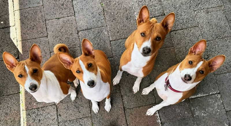 If You Prefer a Quiet Household, Here Are 20 Dog Breeds That Almost Never Bark