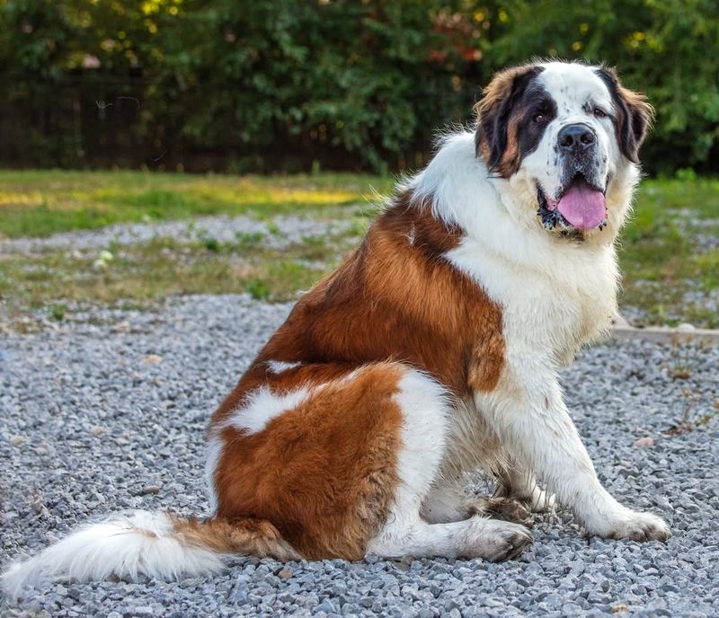 If You Prefer a Quiet Household, Here Are 20 Dog Breeds That Almost Never Bark