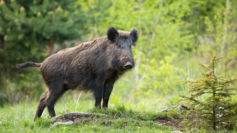 Immune and Unstoppable – 8 Animals That Outlive the Bite of a Rattlesnake