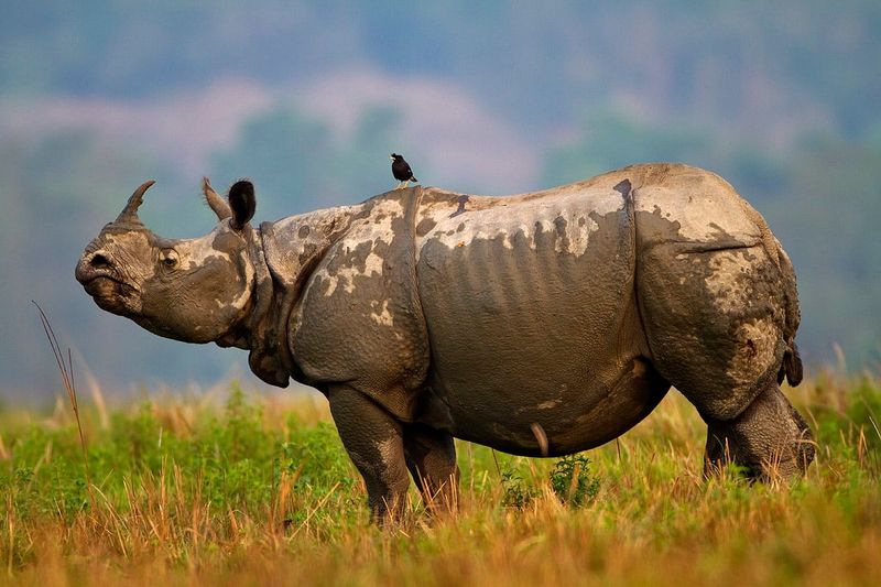 India's Kaziranga National Park