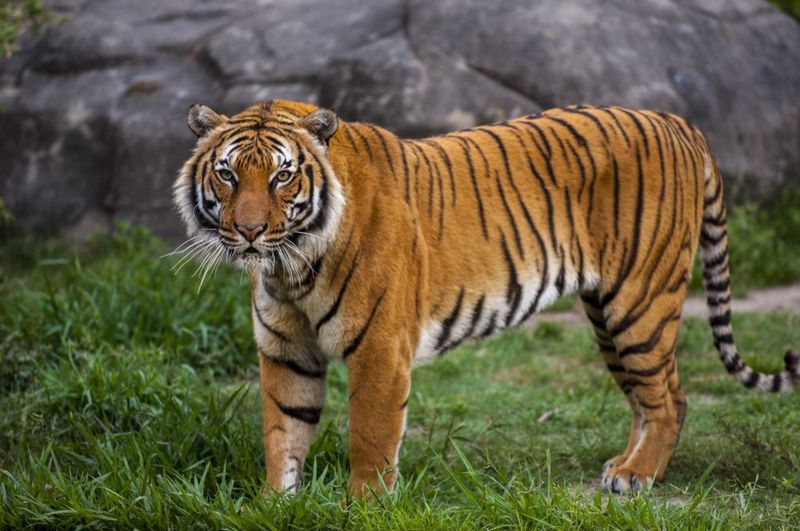 Indochinese Tiger (Endangered)