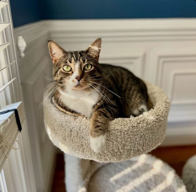 Stunning Indoors Vs Cats That Roam Outside image