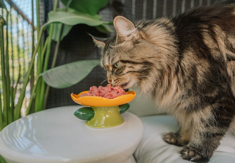 Indoor vs. Outdoor Cats: What to Know Before You Make a Decision