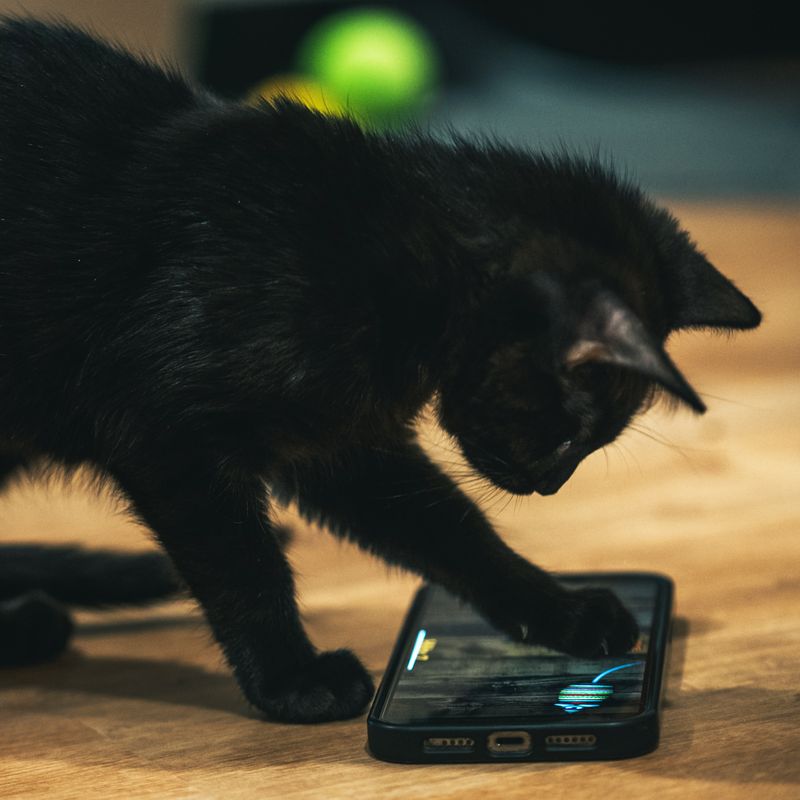 Interactive Cat Apps