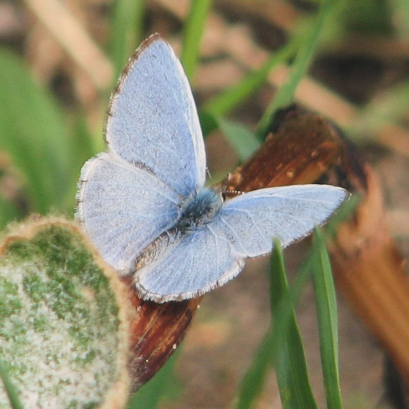 Iridescent Azure