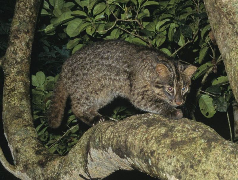 Iriomote Cat