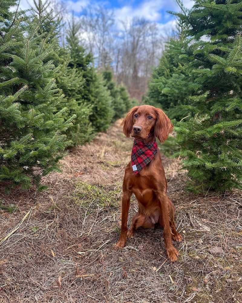 Irish Setter