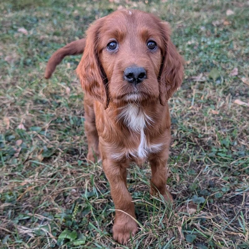 Irish Setter