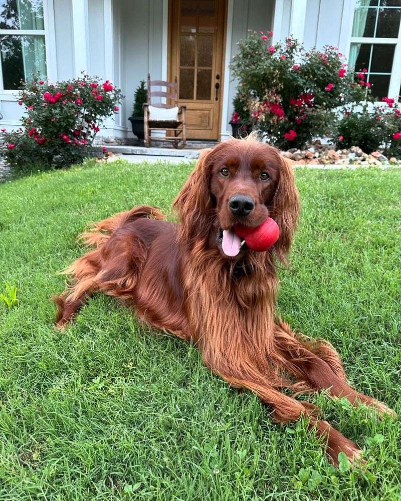 Irish Setter