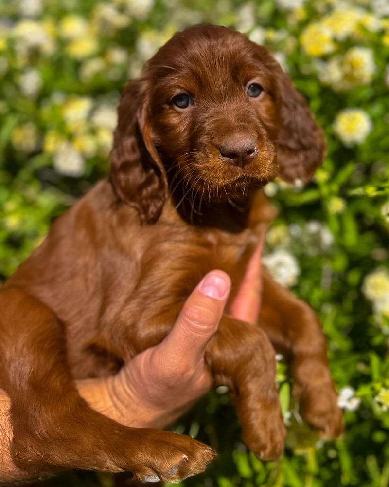 Irish Setter