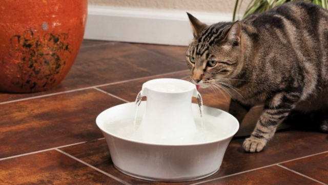 Is Your Cat a Water-Hater Here Are 8 Ways to Keep Them Hydrated Without the Drama