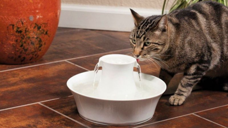 Is Your Cat a Water-Hater? Here Are 8 Ways to Keep Them Hydrated Without the Drama