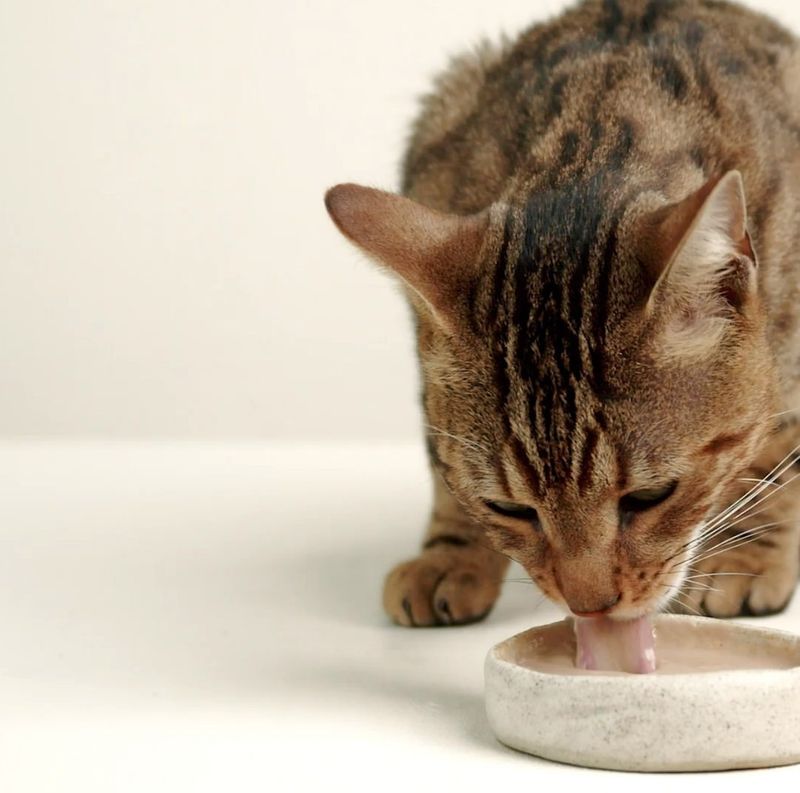 Is Your Cat a Water-Hater? Here Are 8 Ways to Keep Them Hydrated Without the Drama